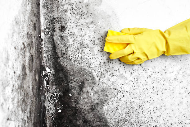 Professional Mold Removal in Cleburne, TX