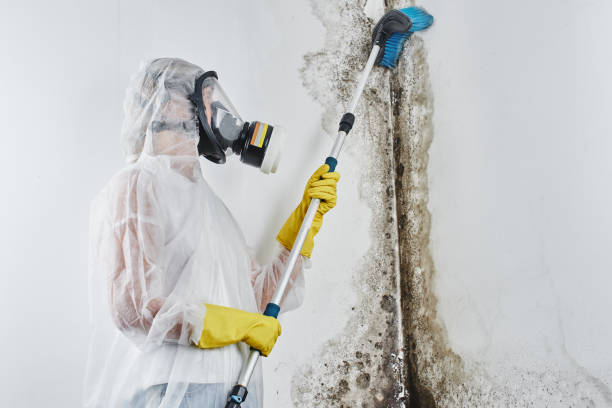 Best Mold Removal Company Near Me  in Cleburne, TX