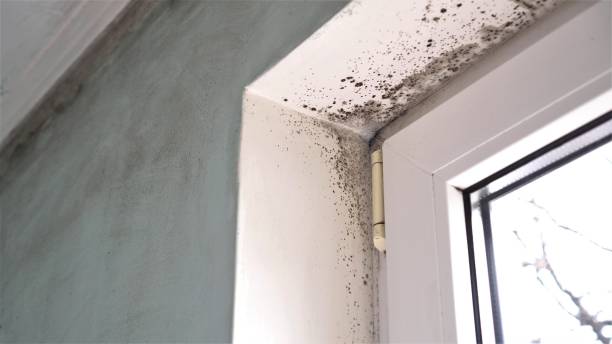Best Fast Mold Removal  in Cleburne, TX