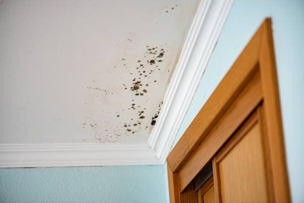 Best Mold Cleaning Services  in Cleburne, TX