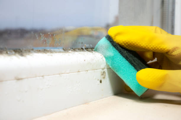 Best Commercial Mold Removal  in Cleburne, TX