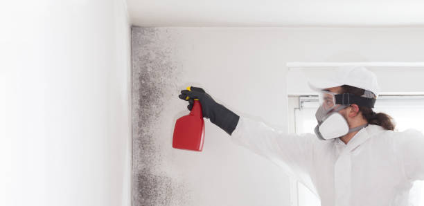 Mold Testing and Removal in Cleburne, TX