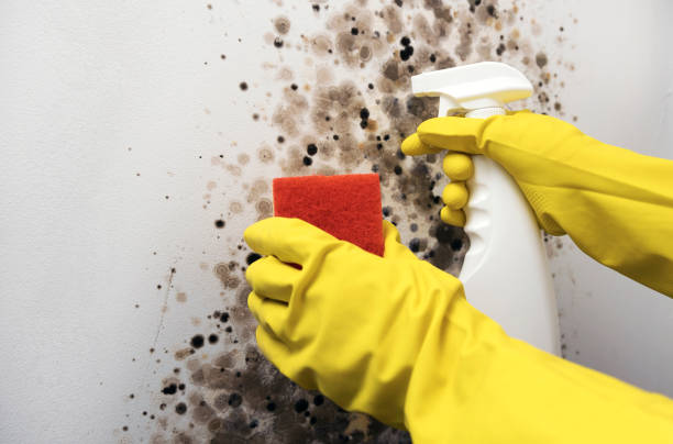 Reliable Cleburne, TX Mold Removal Solutions