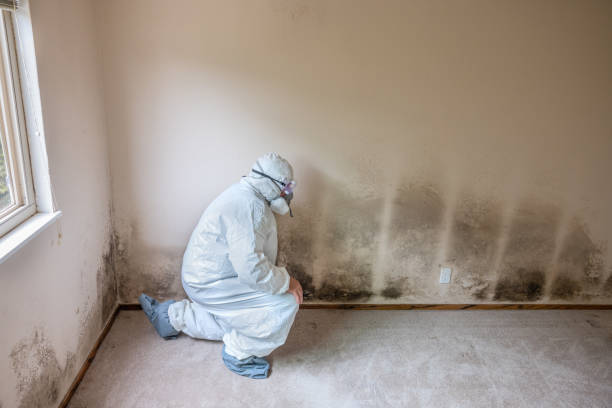 Best Certified Mold Removal  in Cleburne, TX
