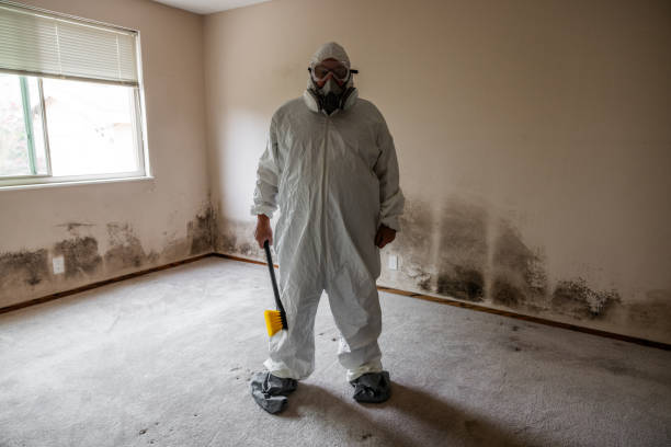 Attic Mold Removal in Cleburne, TX