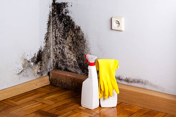 Best Attic Mold Removal  in Cleburne, TX