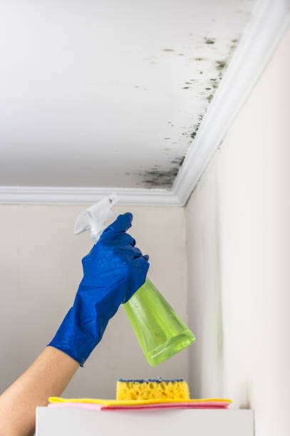 Best Local Mold Removal Service  in Cleburne, TX